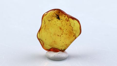 Mücke als Inkluse im Baltischen Bernstein