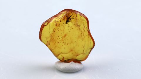 Mücke als Einschluss im Bernstein