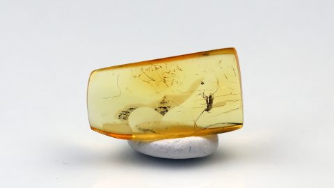 Mücke im Baltischen Bernstein