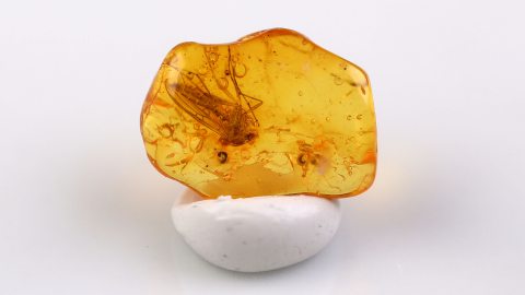 Mücke im Bernstein