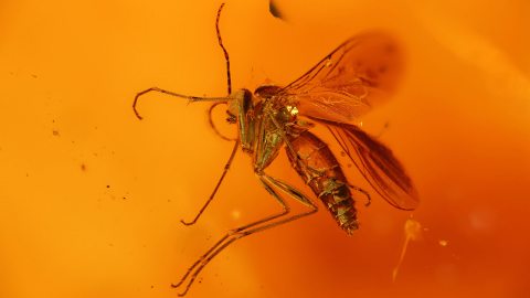 Trauermücke als Einschluss im Baltischen Bernstein