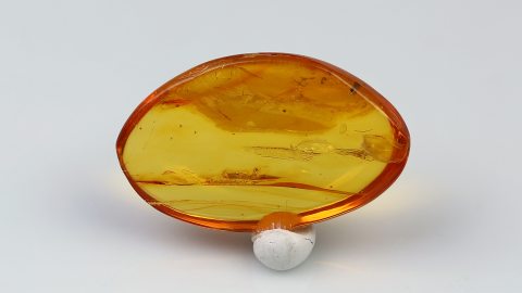 Zuckmücke im Baltischen Bernstein 