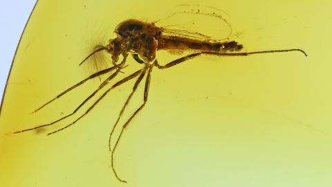 Zuckmücke als Bernstein Einschluss