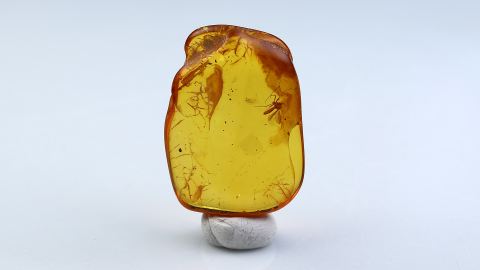 Mücke als Bernstein Einschluss