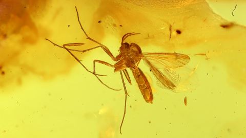 Wunderschöne Mücke als Bernstein Einschluss