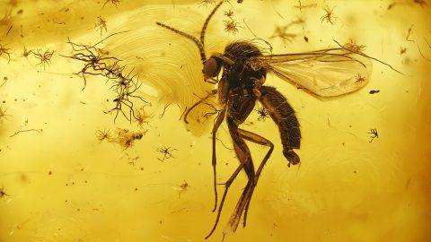 Mücke im Baltischen Bernstein
