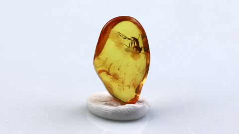 Mücke als Einschluss im Bernstein