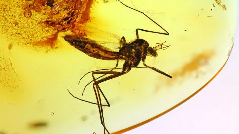 Mücke im Baltischen Bernstein