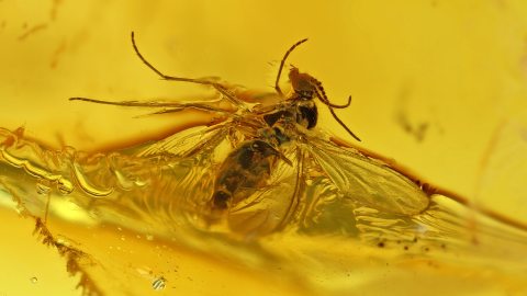 Mücke Inkluse im Bernstein