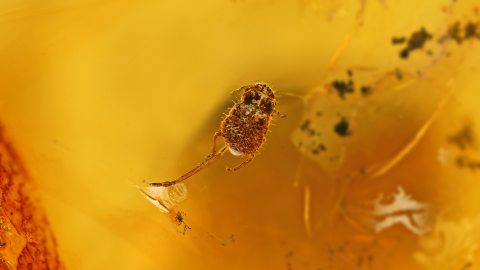 Blattlaus-Larve mit langem Saugrüssel als Inklusen im Bernstein