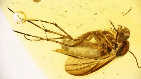 Mücke als Bernsteininkluse