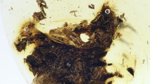 Holzfasern als Einschlüsse im Baltischen Bernstein