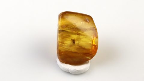 Mücke und Larve im Bernstein