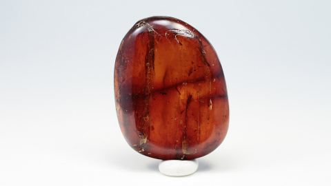 kleine Ästchen als Einschlüsse im Bernstein