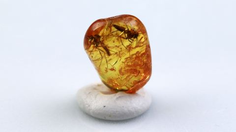 Mücken als Einschlüsse im Bernstein