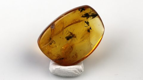Mücken im Bernstein