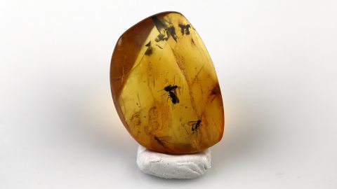 Mehrere Mücken im Bernstein