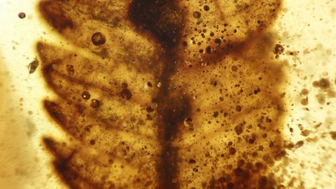 Urweltmammutbaum als Einschluss im Bernstein