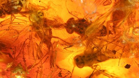 Fliegen als Einschlüsse im Bernstein