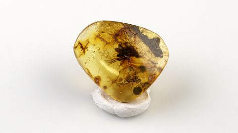 Bernstein mit drei großen Langbeinfliegen als Einschlüsse