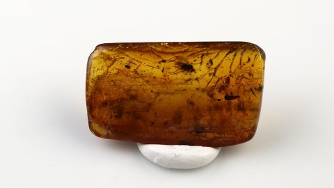 Langbeinfliegen sowie weitere Einschlüsse