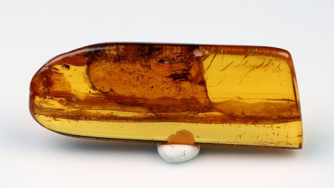Mücken im Bernstein