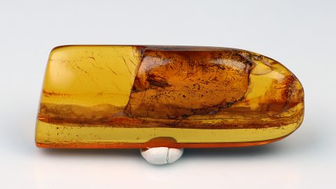 Inklusen im Bernstein