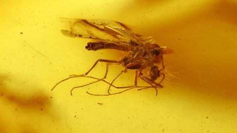 Mücken als Einschlüsse im Bernstein