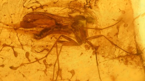Mücken als Einschlüsse im Baltischen Bernstein