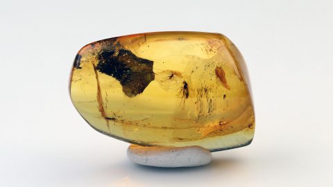 Mehrere Insekten im Bernstein
