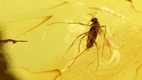 Mehrere Insekten als Inklusen