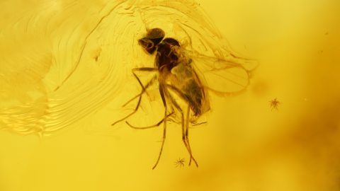 Mücke als Einschluss im Baltischen Bernstein