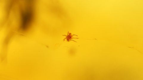 Milbe im Baltischen Bernstein