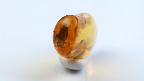 Fliegen als Einschlüsse im Bernstein