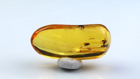 Mehrere Insekten als Einschlüsse