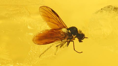 Fliegen als Einschlüsse im Baltischen Bernstein