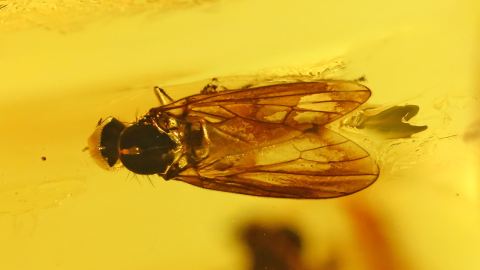 Fliegen im Baltischen Bernstein
