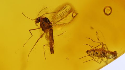 Mehrere Insekten im Bernstein