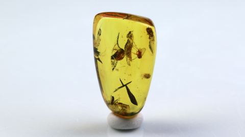 Mücken als Einschlüsse im Baltischen Bernstein