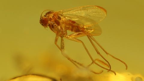Mehrere Insekten im Bernstein
