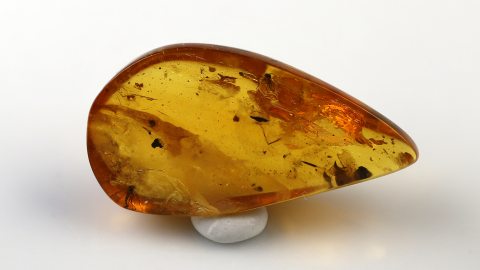 Einschlüsse im Baltischen Bernstein