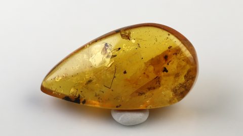 Mücken sowie weitere Einschlüsse im Bernstein