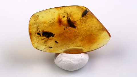 Fliegen sowie weitere Einschlüsse im Bernstein