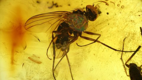 Einschlüsse im Bernstein