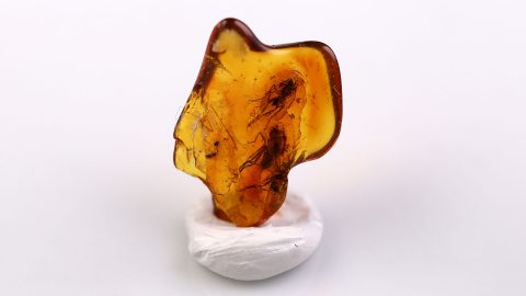 Mehrere Langbeinfliegen als Inklusen