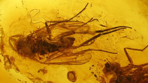 Langbeinfliegen als Einschlüsse im Bernstein