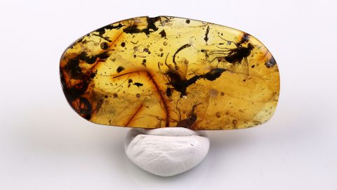 Einschlüsse im Baltischen Bernstein