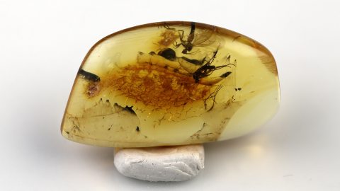 Mehrere Mücken im Bernstein