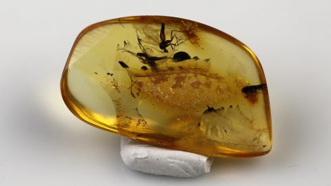 Mücken im Baltischen Bernstein