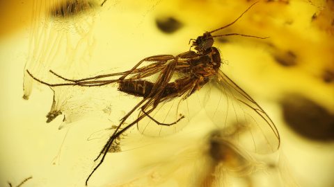 Mücken als Einschlüsse im Bernstein